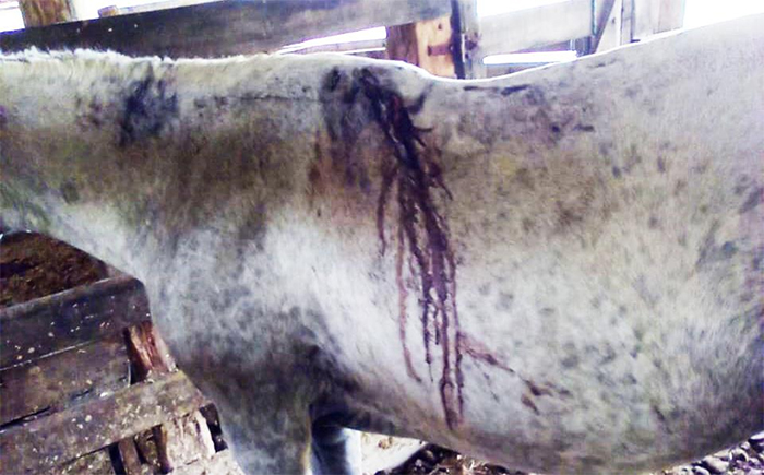 Itaperuna: Secretaria Municipal do Ambiente investiga ataque de onça em cavalo