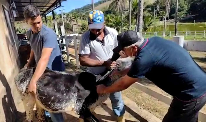 Defesa Agropecuária realiza vacinação assistida de rebanhos bovinos e bubalinos que não foram vacinados contra a Febre Aftosa