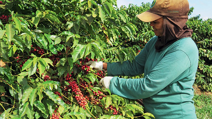 Estado do Rio trabalha pelo crescimento da cafeicultura fluminense