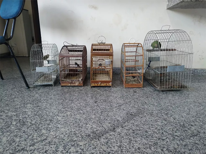 Seis pássaros silvestres são resgatados de cativeiro em Itaperuna/RJ, após denúncia feita ao canal Linha Verde, do Disque Denúncia