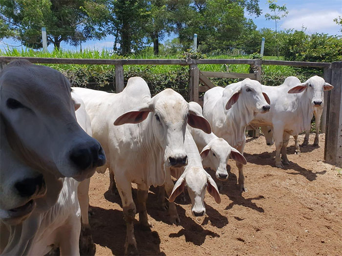 Raiva no meio Rural: doença afeta animais de produção