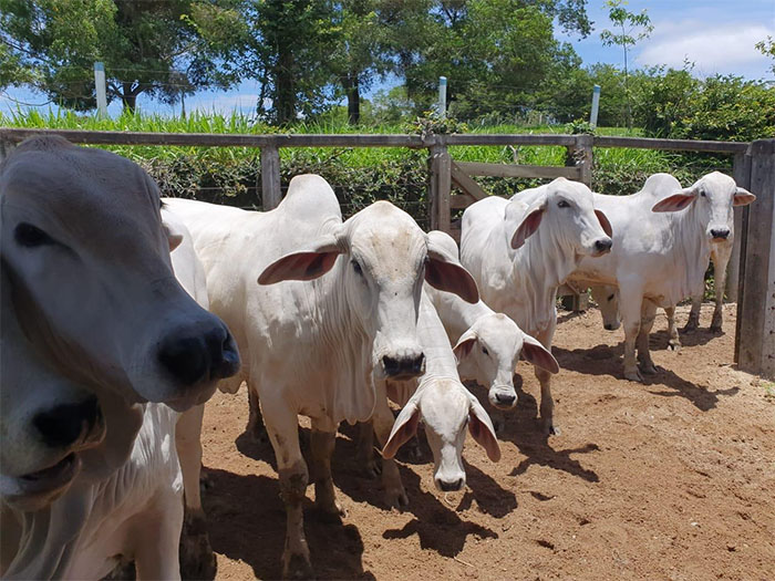 Dia do Pecuarista: Secretaria de Agricultura dá apoio a profissionais