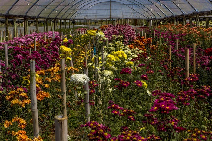 Estado oferece crédito para quem pretende alavancar produção de flores nesta primavera