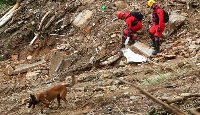 Petrópolis: Tropa canina é fundamental no auxílio às buscas por vítimas