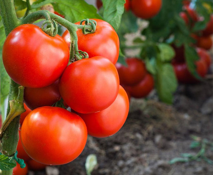 Tomatec: Secretaria de Estado de Agricultura do RJ trabalha com sistema de produção de tomate em cultivo sustentável