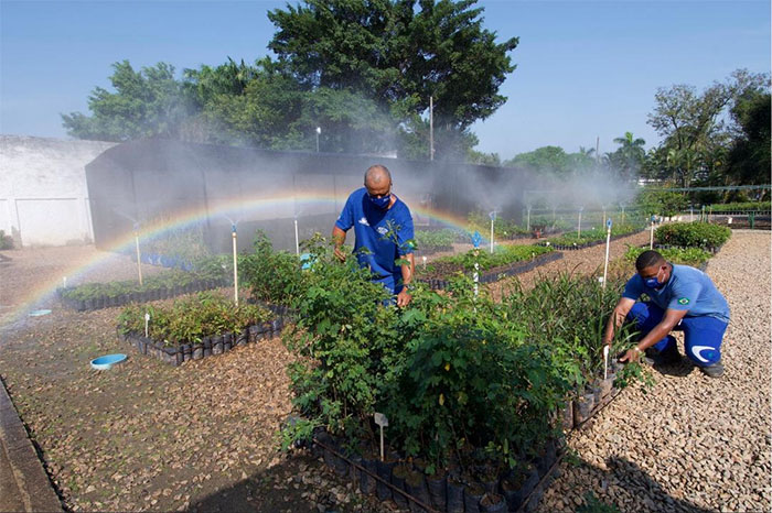 CEDAE RETOMA DOAÇÕES DE MUDAS FLORESTAIS EM MUNICÍPIOS DO INTERIOR DO ESTADO