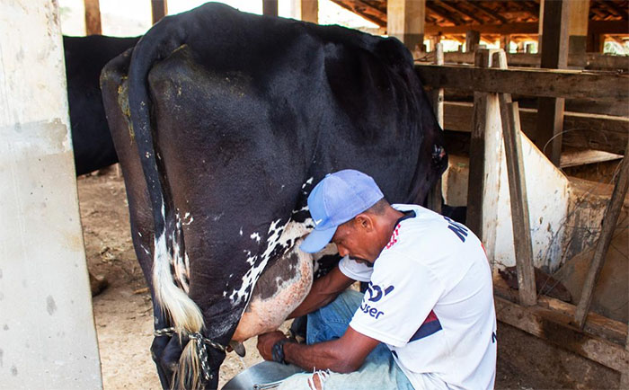 49ª Exposição Agropecuária e Concurso Leiteiro de Itaperuna