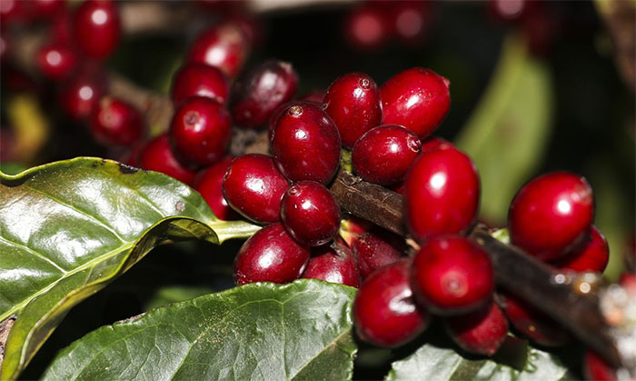 Safra de café 2022 pode chegar a 53,4 milhões de saca