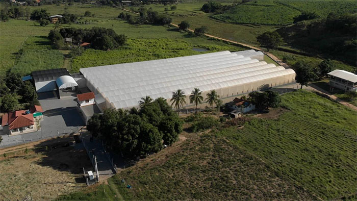 Maior viveiro de mudas do estado cultiva mais de 70 milhões de sementes por ano