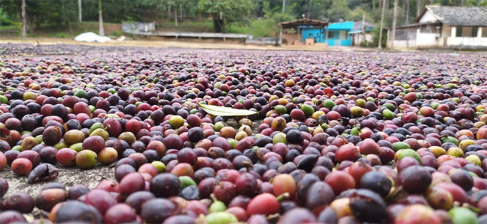 Produção de café no Estado do Rio registra aumento de 127% no faturamento