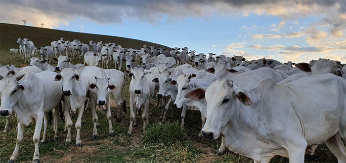 Segunda etapa da campanha de vacinação contra a Febre Aftosa no Rio de Janeiro é prorrogada até 30 de dezembro