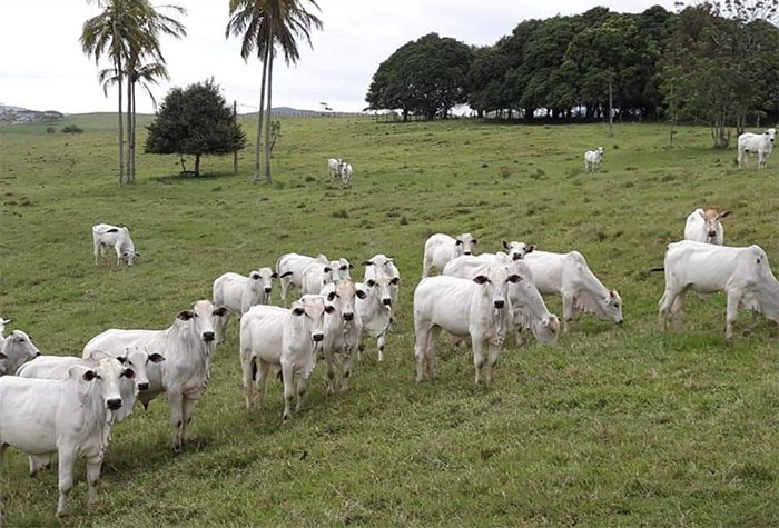 Com mais de 90% dos animais imunizados, o Rio de Janeiro atinge a meta de vacinação conta a Febre Aftosa