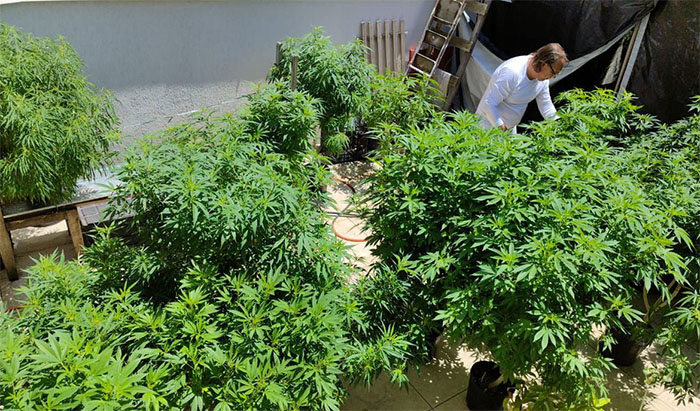 Venda nas farmácias de produtos à base de cannabis cresce 342,3%