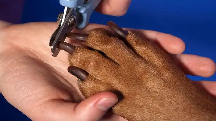 Pets: Saiba como e por que é importante cortar as unhas do seu cachorro