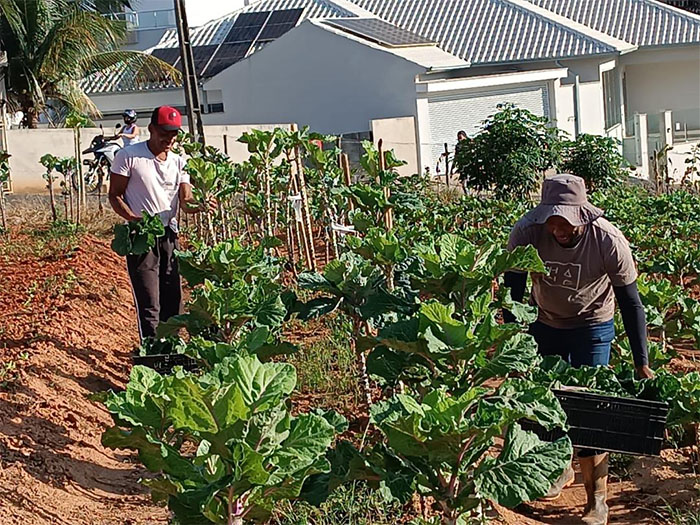 Horta comunitária: cultivando saúde e solidariedade em Itaperuna