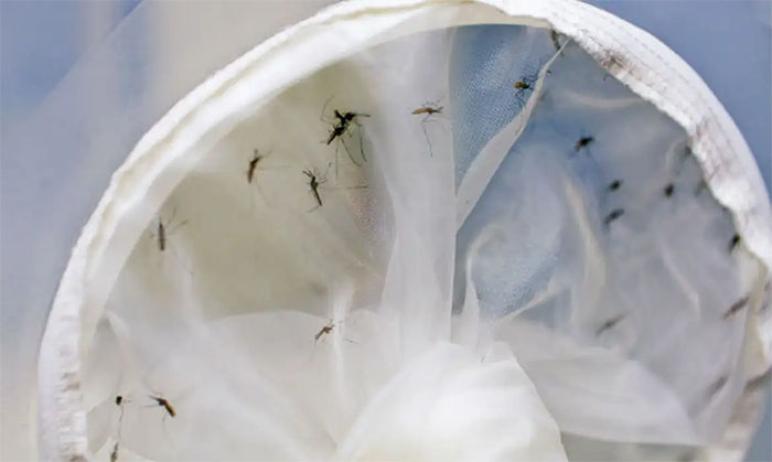 BRASIL TEM 391 MORTES POR DENGUE