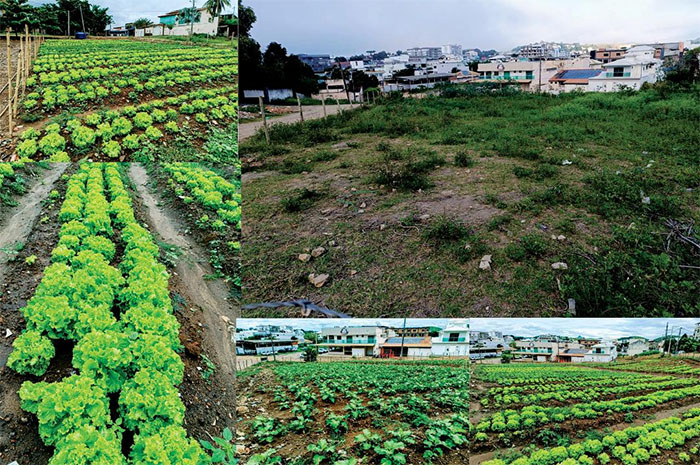 Veja o antes e o depois da nova horta comunitária em Itaperuna