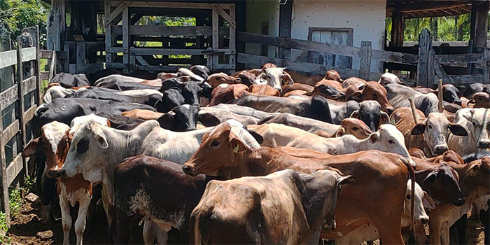 Secretaria de Estado de Agricultura começa estudo soroepidemiológico em bovinos