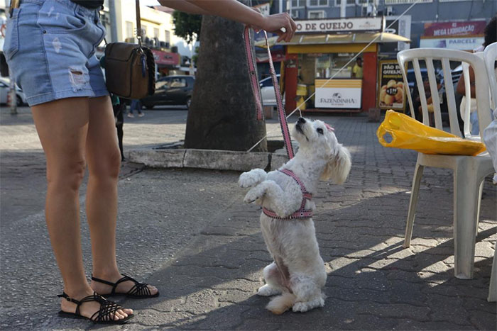 Dia D de Vacinação Antirrábica Animal ocorrerá no dia 27 de setembro em todo o Estado