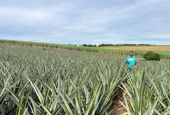 Abacaxi fluminense impulsiona a fruticultura e fortalece a agricultura familiar