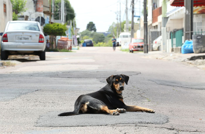 Estado inclui no calendário oficial a Semana “Eu Freio para os Animais” para incentivar a proteção da vida animal